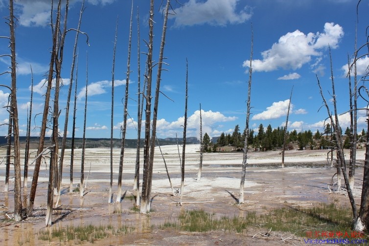yellowstone 502.JPG